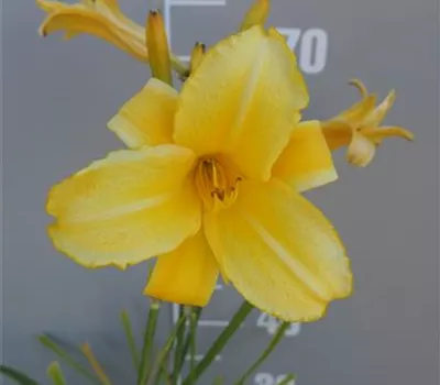 Hemerocallis Hybr.'Mary Todd' Hemerocallis Hybr.'Mary Todd'