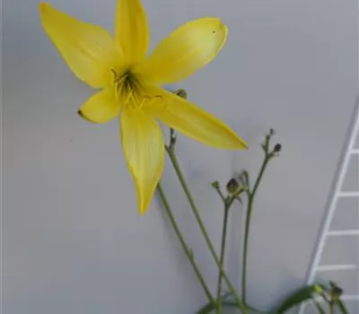 Hemerocallis citrina Hemerocallis citrina