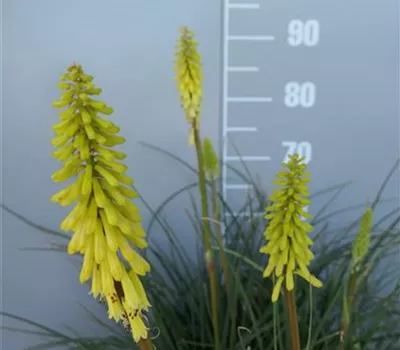 Kniphofia Hybr.'Banana Popsicle' -S- Kniphofia Hybr.'Banana Popsicle' -S-