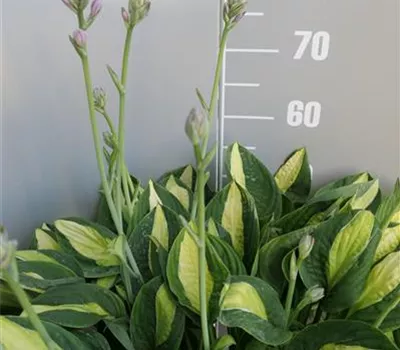 Hosta Hybr.'Gypsy Rose'