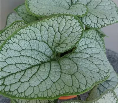 Brunnera macrophylla 'Sea Heart' Brunnera macrophylla 'Sea Heart'