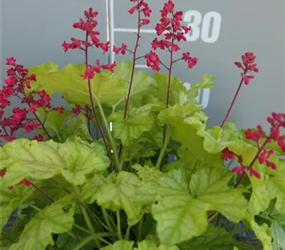 Heuchera Hybr.'Tokyo' -R-