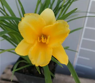Hemerocallis Hybr.'Stella de Oro' Hemerocallis Hybr.'Stella de Oro'
