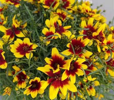 Coreopsis Hybr.'Corleone Red & Yellow' -R- Coreopsis Hybr.'Corleone Red & Yellow' -R-