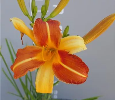 Hemerocallis Hybr.'Frans Hals' Hemerocallis Hybr.'Frans Hals'