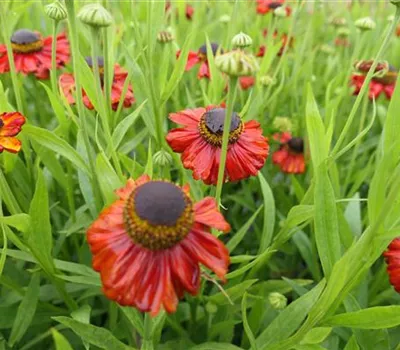 Helenium Hybr.'Red Army' Helenium Hybr.'Red Army'