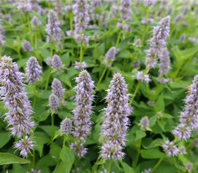 Agastache Rugosa-Hybr.'Blue Fortune' Agastache Rugosa-Hybr.'Blue Fortune'