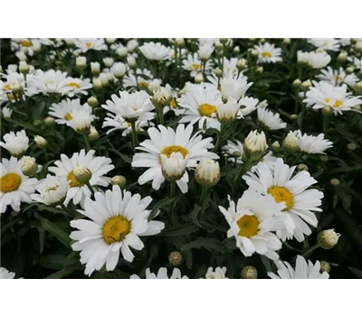 Leucanthemum Hybr. 'Daisy May'
