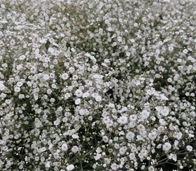 Gypsophila paniculata 'Festvial White' Gypsophila paniculata 'Festvial White'