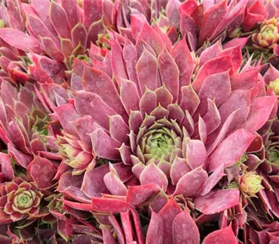 Sempervivum Hybr.'Lipari' Sempervivum Hybr.'Lipari'