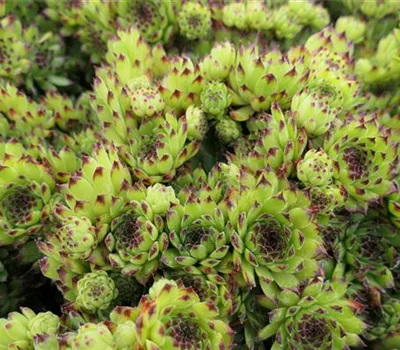 Sempervivum 'grün mit schwarzer Spitze' Sempervivum 'grün mit schwarzer Spitze'