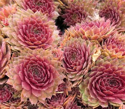 Sempervivum Hybr.'Rubin' Sempervivum Hybr.'Rubin'