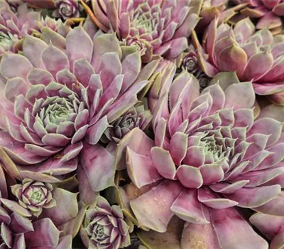 Sempervivum Hybr.'BigSam Purple Quartz' Sempervivum Hybr.'BigSam Purple Quartz'