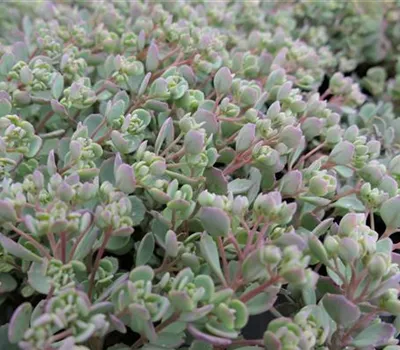 Sedum cauticolum Sedum cauticolum