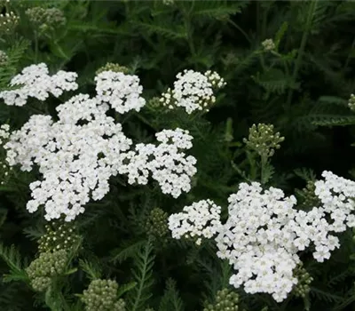 Achillea ptarmica 'Nana Compacta' Achillea ptarmica 'Nana Compacta'