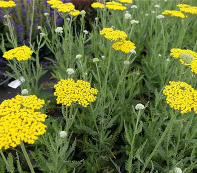 Achillea Clypeolata-Hybr.'Moonshine' Achillea Clypeolata-Hybr.'Moonshine'