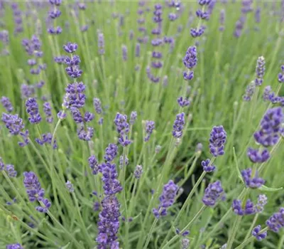 Lavandula angustifolia 'Vienco Purple' -R- Lavandula angustifolia 'Vienco Purple' -R-