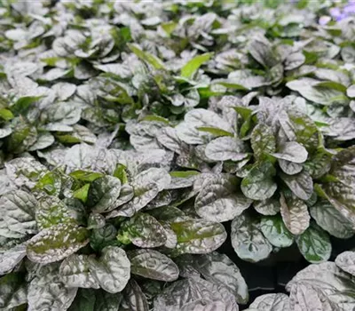 Ajuga reptans 'Elmblut' Ajuga reptans 'Elmblut'