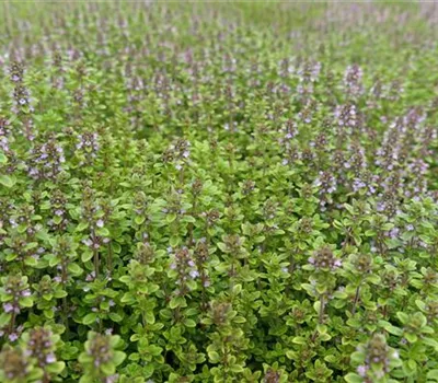 Thymus x citriodorus 'E.B.Anderson' Thymus x citriodorus 'E.B.Anderson'