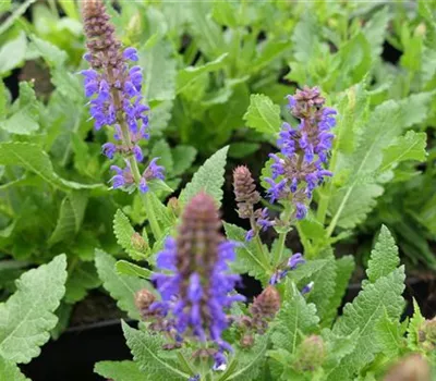 Salvia nemorosa 'April Night' Salvia nemorosa 'April Night'