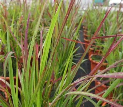 Imperata cylindrica var.koen.'Red Baron' Imperata cylindrica var.koen.'Red Baron'
