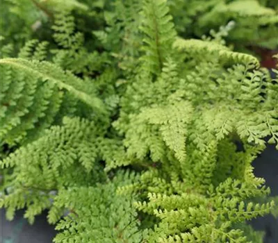 Polystichum setiferum 'Plumosum Densum' Polystichum setiferum 'Plumosum Densum'