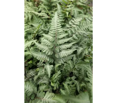 Athyrium niponicum 'Red Beauty' Athyrium niponicum 'Red Beauty'