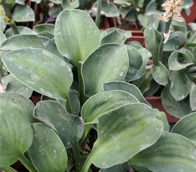 Hosta Hybr.'Blue Mouse Ears' Hosta Hybr.'Blue Mouse Ears'