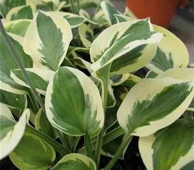 Hosta Hybr.'Brim Cup'