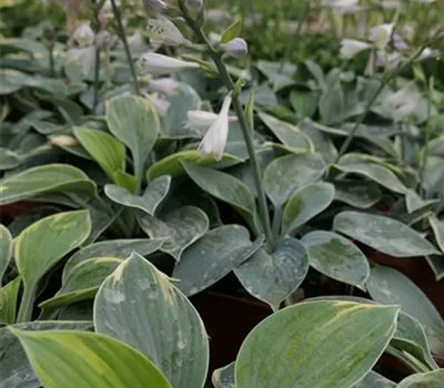 Hosta Hybr.'Aristocrat' Hosta Hybr.'Aristocrat'