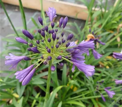 Agapanthus Hybr.'Purple Poppin' Agapanthus Hybr.'Purple Poppin'