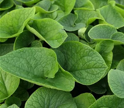 Brunnera macrophylla 'Betty Bowring' Brunnera macrophylla 'Betty Bowring'