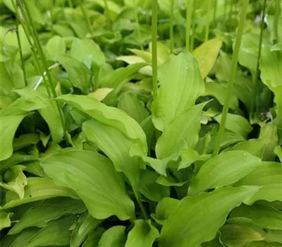 Hosta sieboldii 'Lemon Lime'