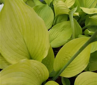 Hosta Hybr.'Age of Gold' Hosta Hybr.'Age of Gold'