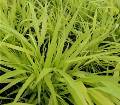 Hakonechloa macra 'Sunflare' Hakonechloa macra 'Sunflare'