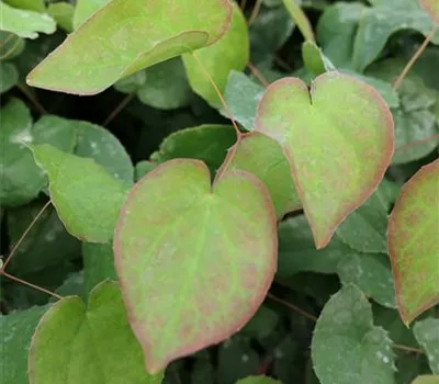 Epimedium x rubrum 'Galadriel'