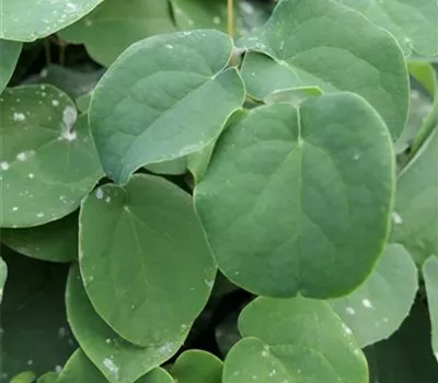 Epimedium pubigerum Epimedium pubigerum