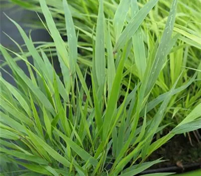 Hakonechloa macra 'Greenhills' Hakonechloa macra 'Greenhills'