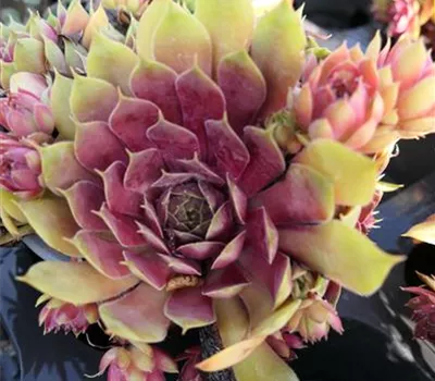 Sempervivum Hybr.'BigSam Pink Pomelo' Sempervivum Hybr.'BigSam Pink Pomelo'