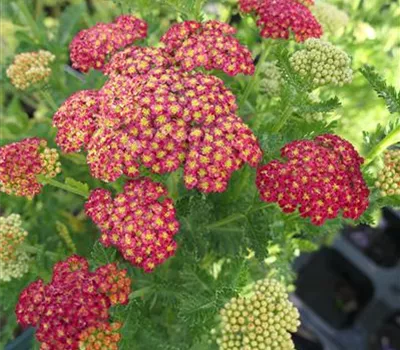 Achillea Millef.-Hybr.'Summer Fruits Carmine' Achillea Millef.-Hybr.'Summer Fruits Carmine'