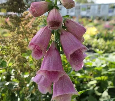 Digitalis x mertonensis