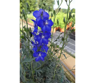 Delphinium Bellad.-Hybr.'Atlantis' Delphinium Bellad.-Hybr.'Atlantis'