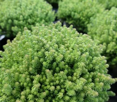 Sedum sexangulare Sedum sexangulare