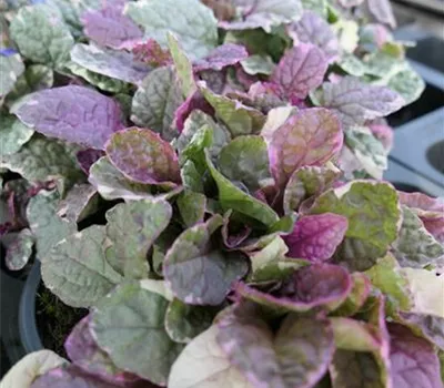 Ajuga reptans 'Burgundy Glow' Ajuga reptans 'Burgundy Glow'