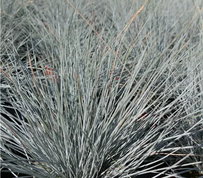 Festuca valesiaca 'Easy Blue' Festuca valesiaca 'Easy Blue'