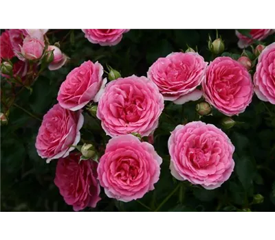 Rose 'Amica' -R- Rose 'Amica' -R-