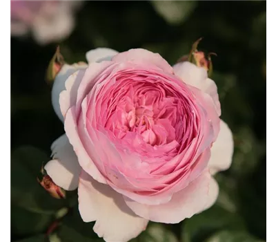 Rose 'Alexandra- Princesse de Luxembourg' -R- Rose 'Alexandra- Princesse de Luxembourg' -R-