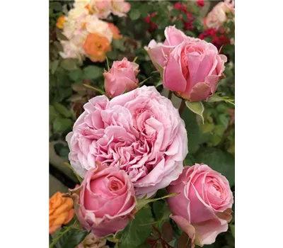 Rose 'Amorosa' Rose 'Amorosa'