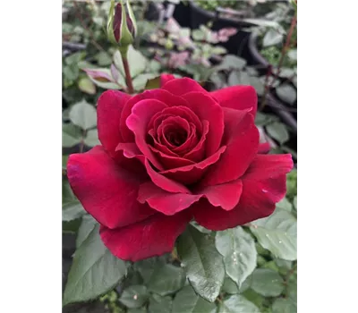 Rose 'Bellevue' Rose 'Bellevue'