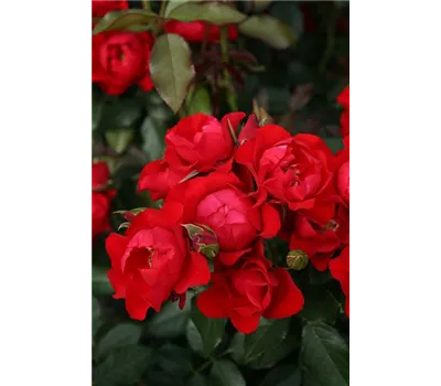 Rose 'Black Forest Rose' -R- Rose 'Black Forest Rose' -R-